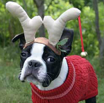 Doggie with Antlers